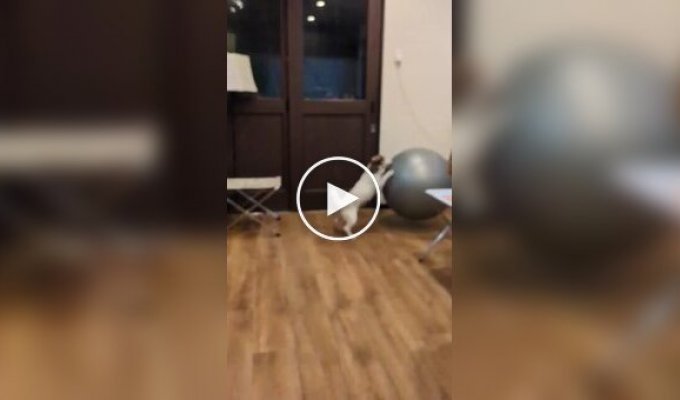Пес любить кататися на м'ячі для фітнесу