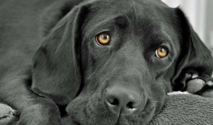How Dogs See the World (8 Photos)