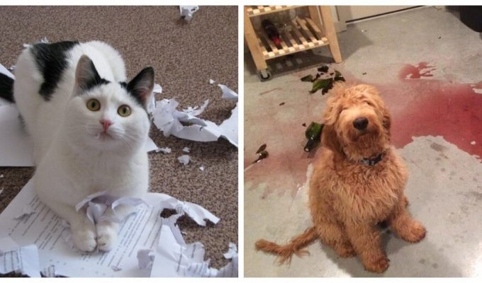 This awkward moment: pets who were caught by surprise (21 photos)