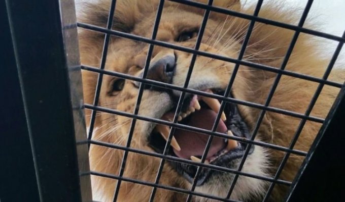 В австралийском зоопарке появился новый аттракцион, позволяющий посетителям побыть среди львов (11 фото + 1 видео)