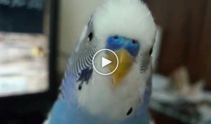 Говорящий попугай