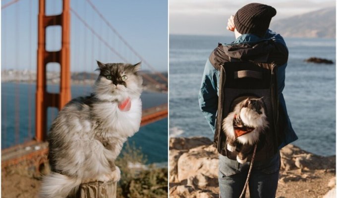 Кошка-путешественница колесит по городам вместе с хозяевами (30 фото)