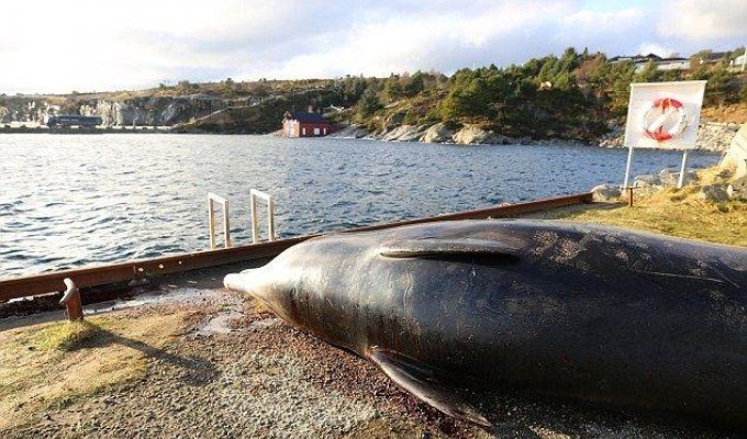 В желудке мертвого кита обнаружил склад пластиковых пакетов (4 фото)