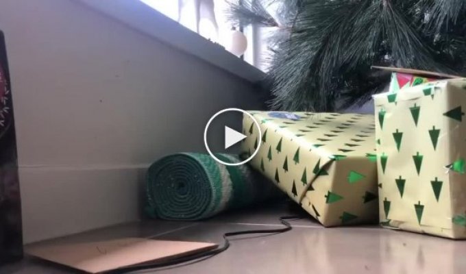 A boy discovered a dangerous snake among the gifts under the Christmas tree.