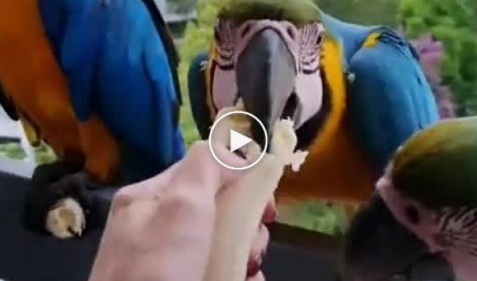 Woman giving parrots a banana