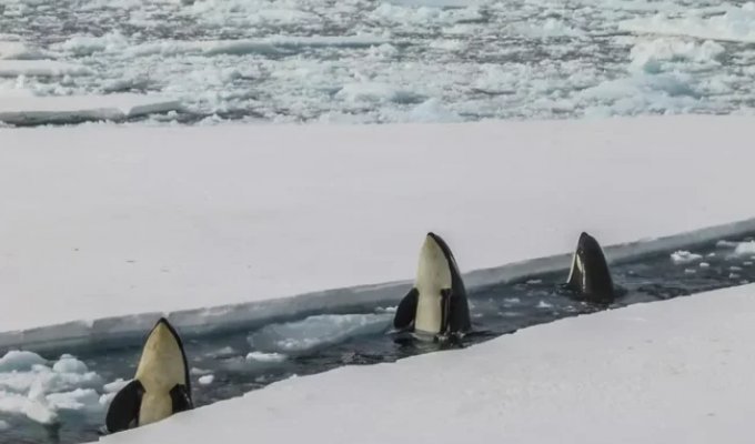 Orcas vs. Polar Bears: Who Is Really Hunting Whom in the Arctic (10 Photos)