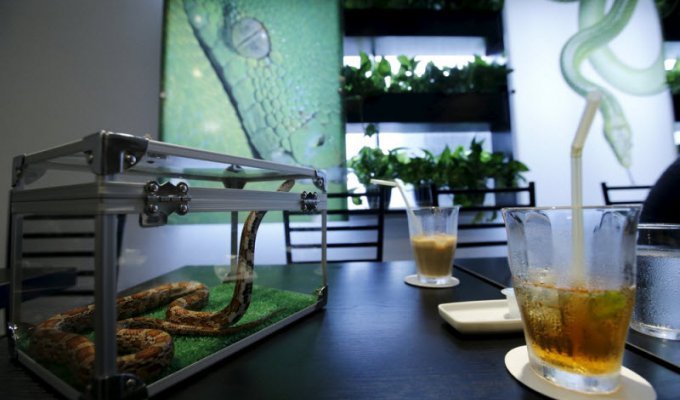 Кафе со змеями в Японии (10 фото)