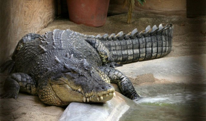 Самый большой крокодил в мире (3 фото)