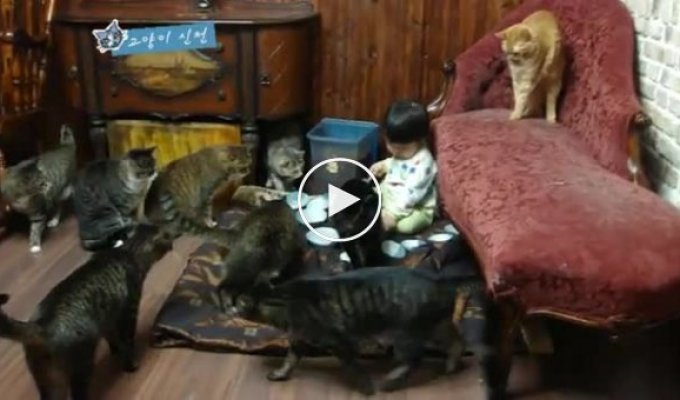 Много кошек и ребенок