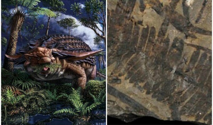 Ученые раскрыли, что древний панцирный динозавр съел перед смертью (8 фото)