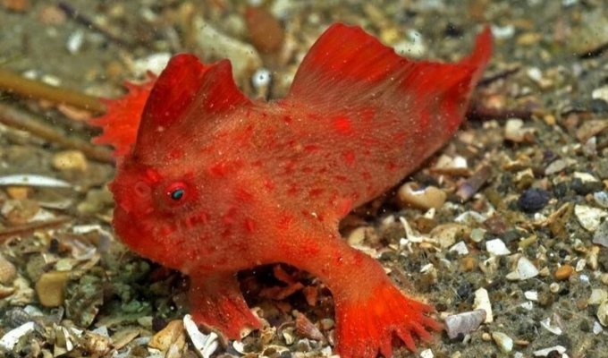 Обнаружена вторая популяция самой редкой в мире рыбы (4 фото)