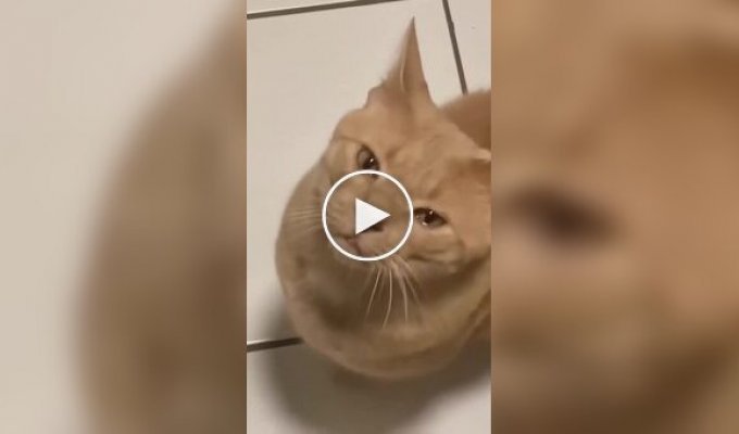 Коты тоже плачут от лука