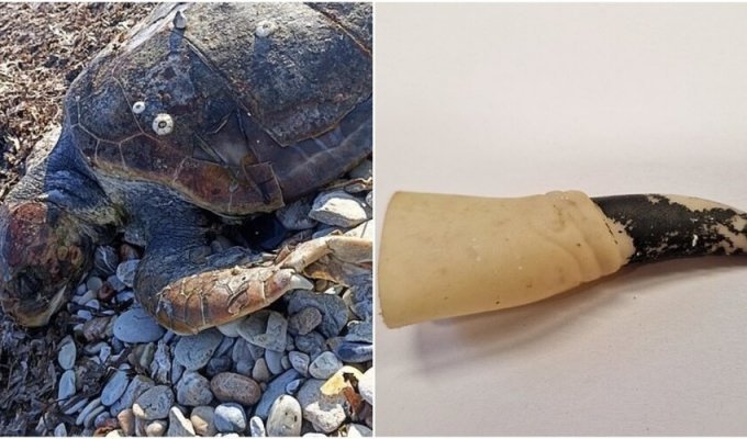A plastic finger was found in the stomach of a beached turtle (6 photos + 1 video)