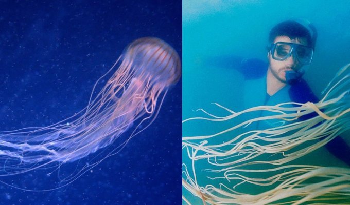 Тиха океанська оса як невідома медуза вбивала австралійців і ніхто не міг її навіть знайти (6 фото)