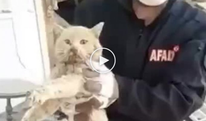 В Турции спасли кота, который 21 день находился под завалами