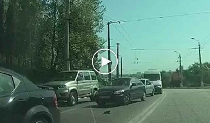 Женщина спасла котёнка из-под колёс автомобиля