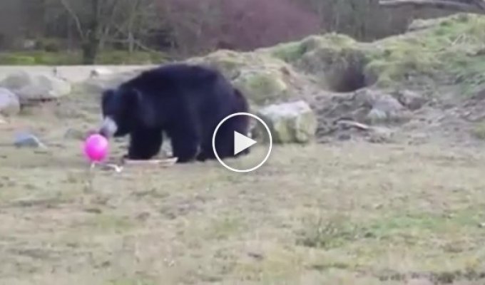 Розовый шарик вызвал полный восторг у медведя