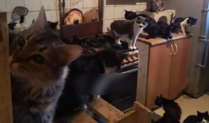 Сильная и независимая: В Обнинске женщина завела в однокомнатной квартире сотню кошек (6 фото + 4 видео)