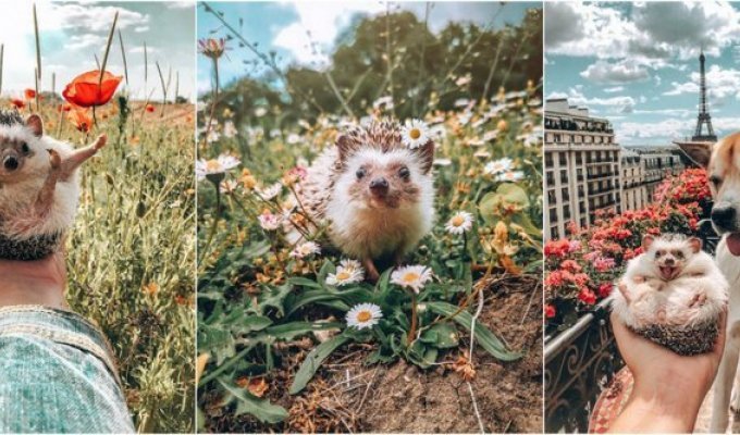 "Самый счастливый ёжик в мире" привлек 1,5 миллиона подписчиков в Instagram (21 фото)