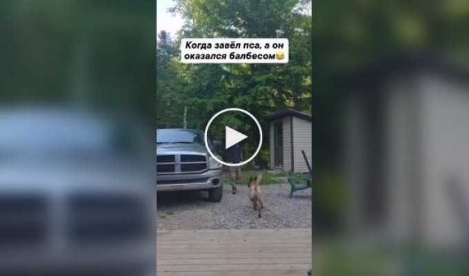 Когда завел пса, а он оказался балбесом
