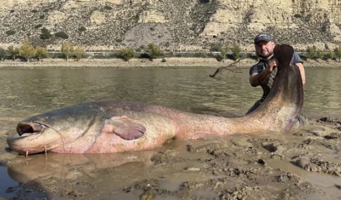 Almost three meters long and 130 kilograms. A Polish fisherman caught a giant fish in Spain (3 photos)