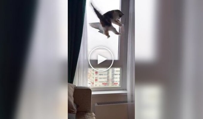 Реакция кота на пернатого у кормушки для птиц