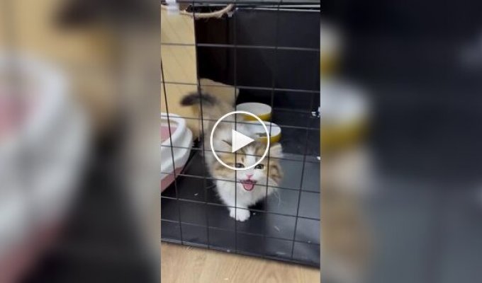 A kitten has lost its signal
