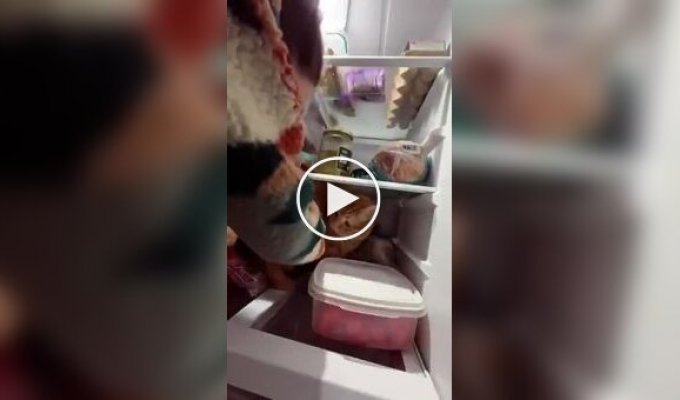 Кот не хочет покидать холодильник