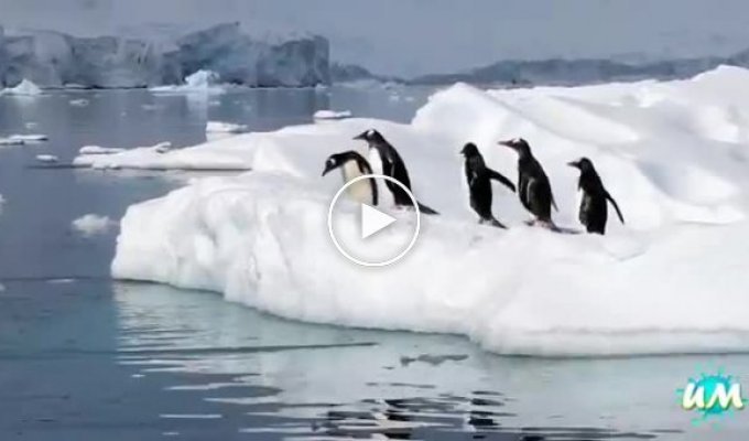 Подборка забавных пингвинов