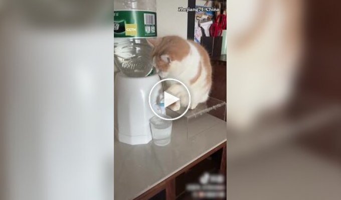 Кот наливает воду из кулера