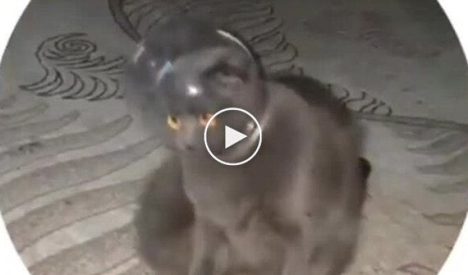 Кот-космонавт