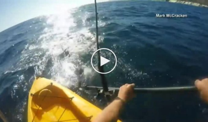 Акула-молот атаковала каяк с рыбаком