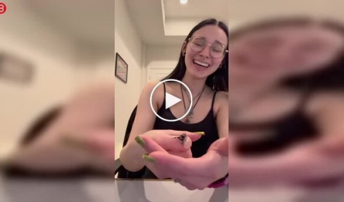 Паук-скакун поднимает лапку при п риветствии