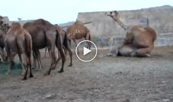 Любовный акт у верблюдов