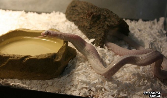 Как кушают змеи (15 фото)