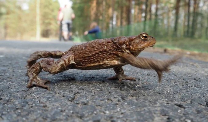 Почему весной все дороги в лягушках? Куда они мигрируют из родного болота? (6 фото)
