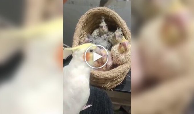 A parrot sings to its chicks