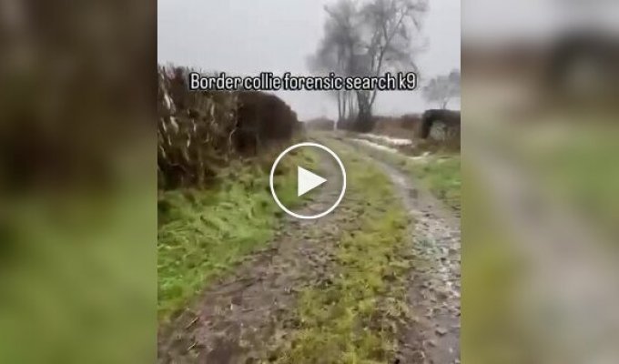Бордер-колли в действии: как служебная собака находит вещи по запаху