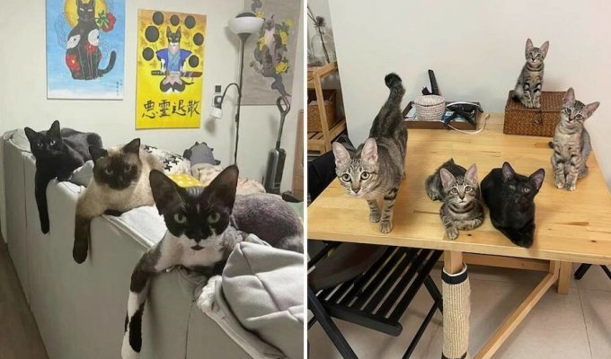 16 снимков, доказывающих, что со временем котов в доме становится больше (17 фото)