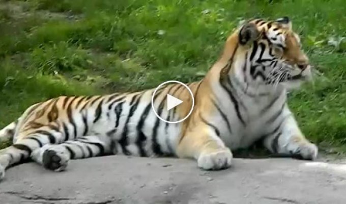 Тигр чихнул