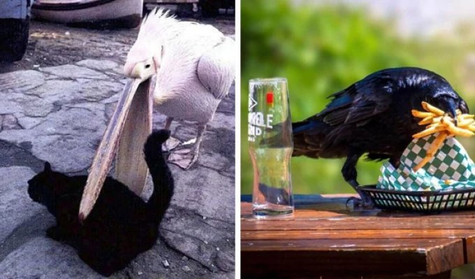 20 impudent birds that behave disgustingly and do not repent at all (21 photos)