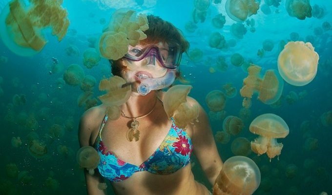 Palau. JellyFish Lake. (3 фото)
