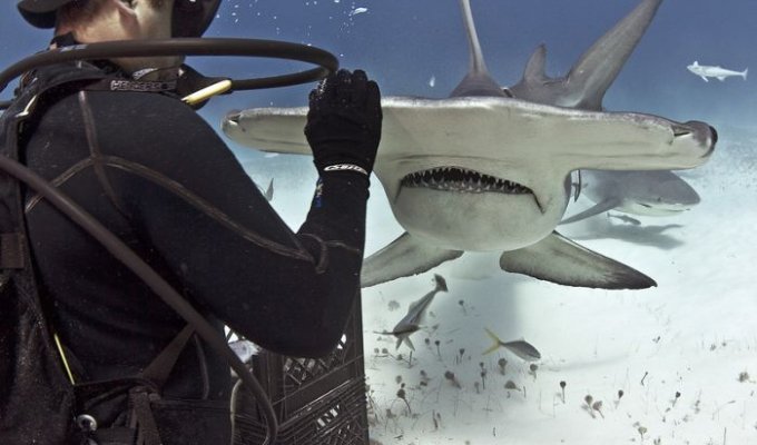 Кормление акулы-молота из рук аквалангиста (5 фото)