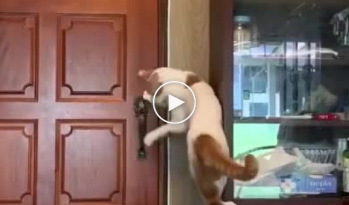 Смышленый и целеустремленный кот открывает дверь