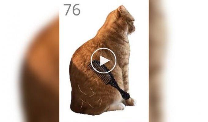 A funny game where you have to brush a cat