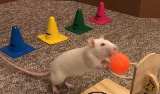 Насколько умна домашняя крыса, которую дрессировали как собаку (4 фото + 1 видео)