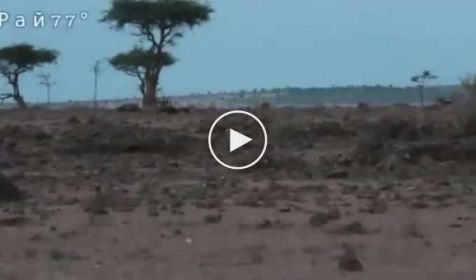 Юный лев заступился за сестер, напавших на детеныша гиены в Кении - видео