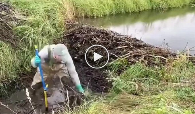 Liquidation of a beaver dam