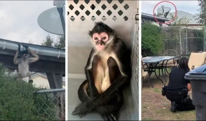 Police had to catch a monkey that escaped from its owners who were keeping it illegally (3 photos + 1 video)