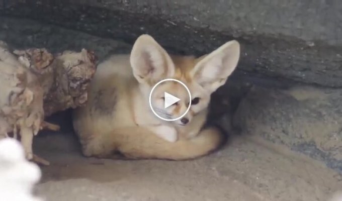 Fennec fox uses its tail as a pillow